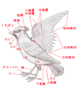 始祖鳥(アークテリクス)の特徴｜羽毛があり恐竜?その秘密