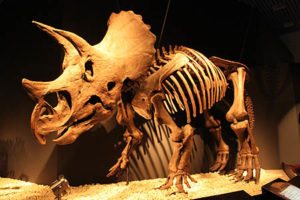 トリケラトプスの化石の値段は?展示されている博物館はある? - 恐竜博士と赤ちゃん恐竜と一緒に恐竜を知ろう