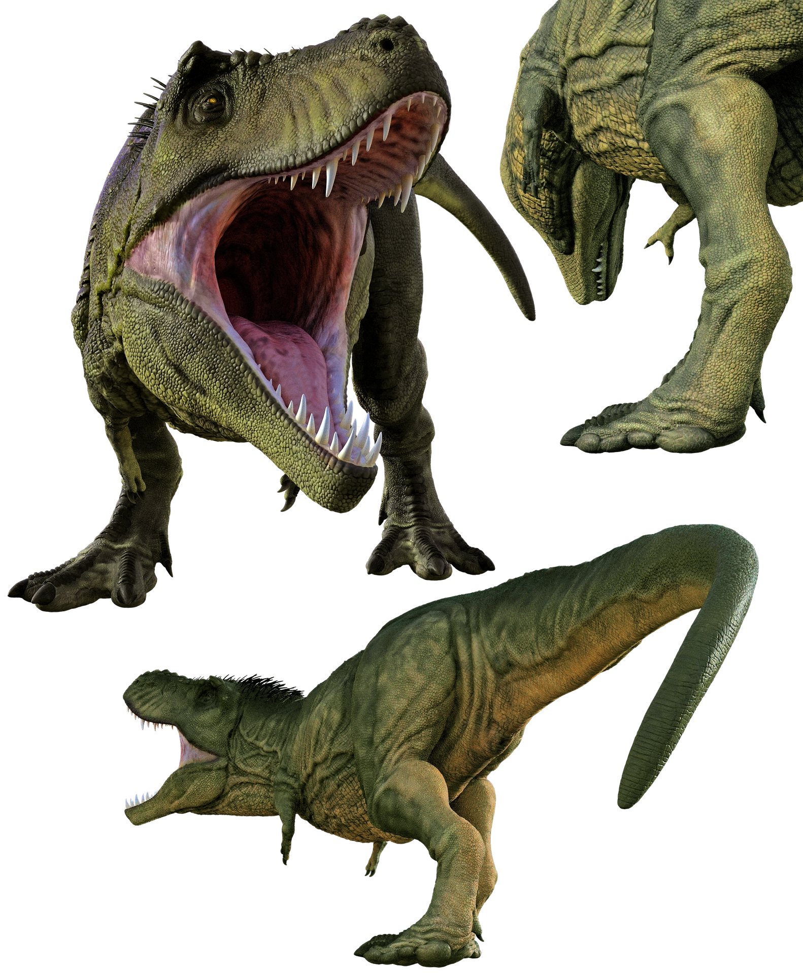 ティラノサウルスの手 前足 はなぜ小さい 指の数や大きさは 恐竜