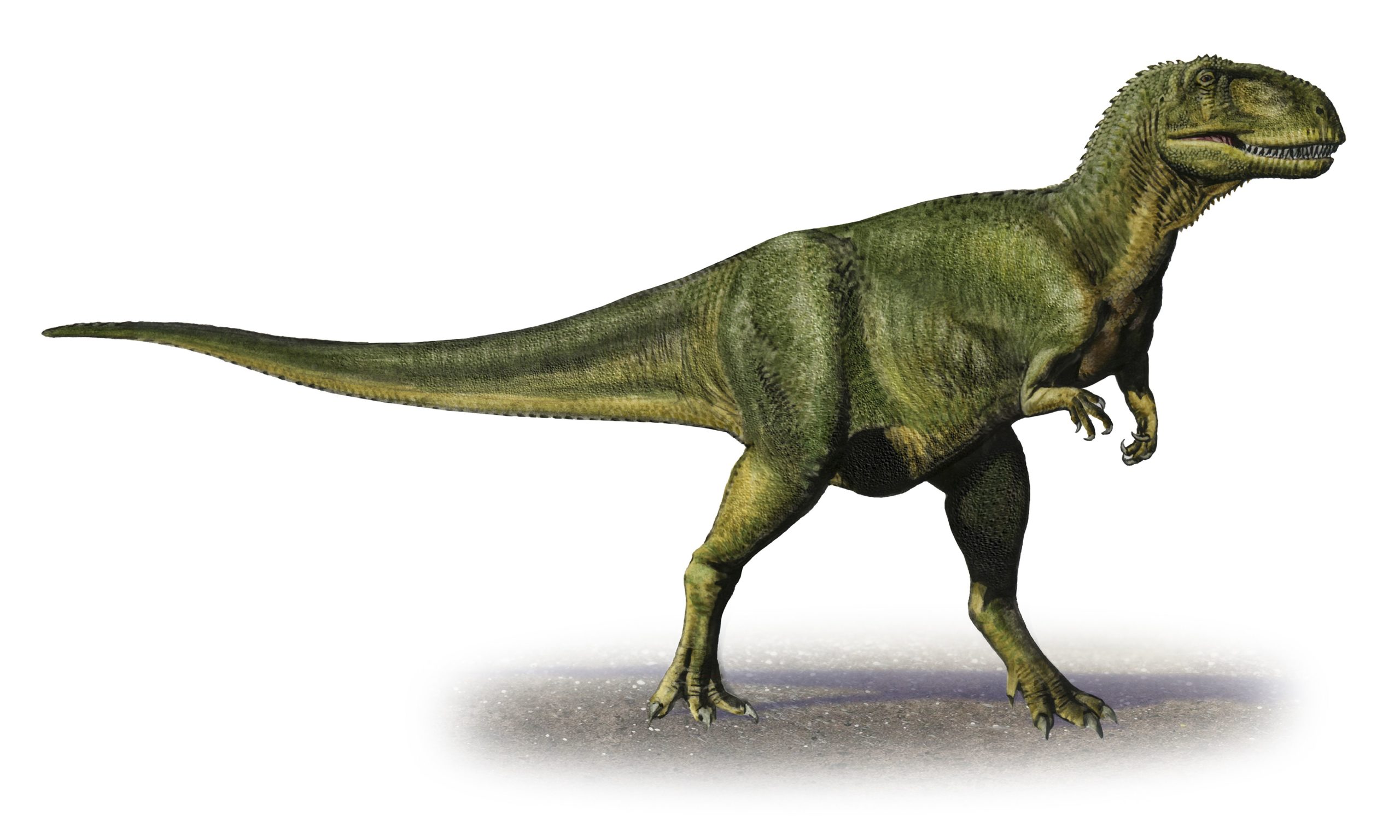 アベリサウルスの大きさや重さ、鳴き声は?餌や由来など特徴を解説 