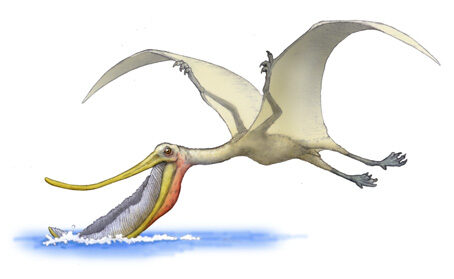 プテロダウストロは翼竜 分類は 体長や重さなど特徴も解説 恐竜博士と赤ちゃん恐竜と一緒に恐竜を知ろう
