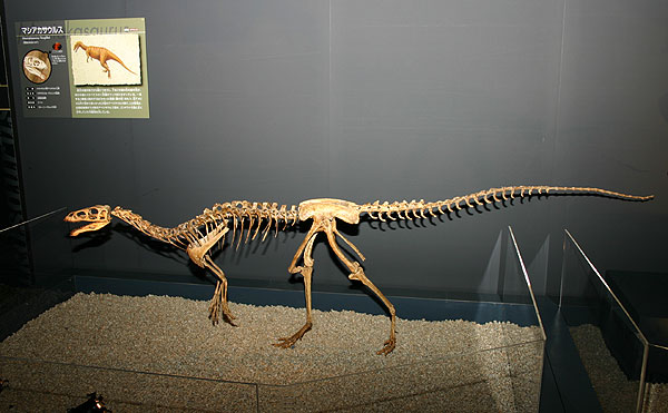ふるさと割】 マシアカサウルス様 ご専用ページ 2点セット photo 
